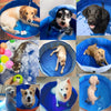 PORTABLE PAW POOL